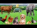 Cute little animals  dog cat chicken elephant cow tortoise horse pig hen  animal sounds