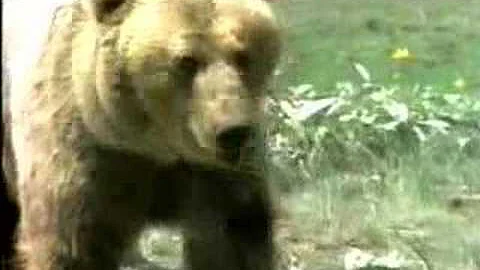 ceccarelli  yoghi o un grizzly?