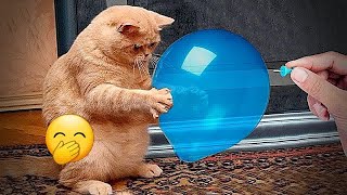 Try Not To Laugh Cats And Dogs Videos 😁 - Best Funniest Animals Video 2024 by Gogi paper No views 12 hours ago 3 minutes, 31 seconds