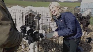 Fields & Farms: Sayland Dairy