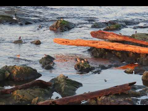 Дослідження показує, що дрейфні колоди руйнують прибережні екосистеми
