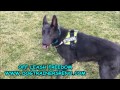 German Shepherd Training Reno, NV; BEST RENO DOG TRAINER German Shepherd Training Reno, NV; BEST RENO DOG TRAINER