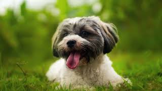 Discover the joys of having an Havanese Dog Breed