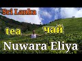 Sri Lanka. Nuwara Eliya чайные плантации. Как выращивают и делают чай.