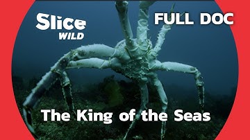 Giant Crabs: a Threat to the Balance of the Marine Ecosystem | SLICE WILD | FULL DOCUMENTARY