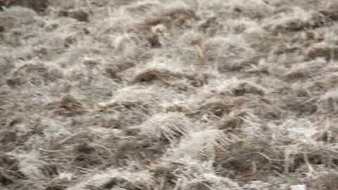 Gopher kill in the head