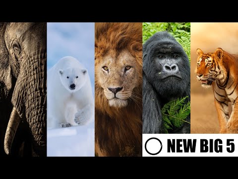 The New Big 5 of Wildlife Photography - The Results