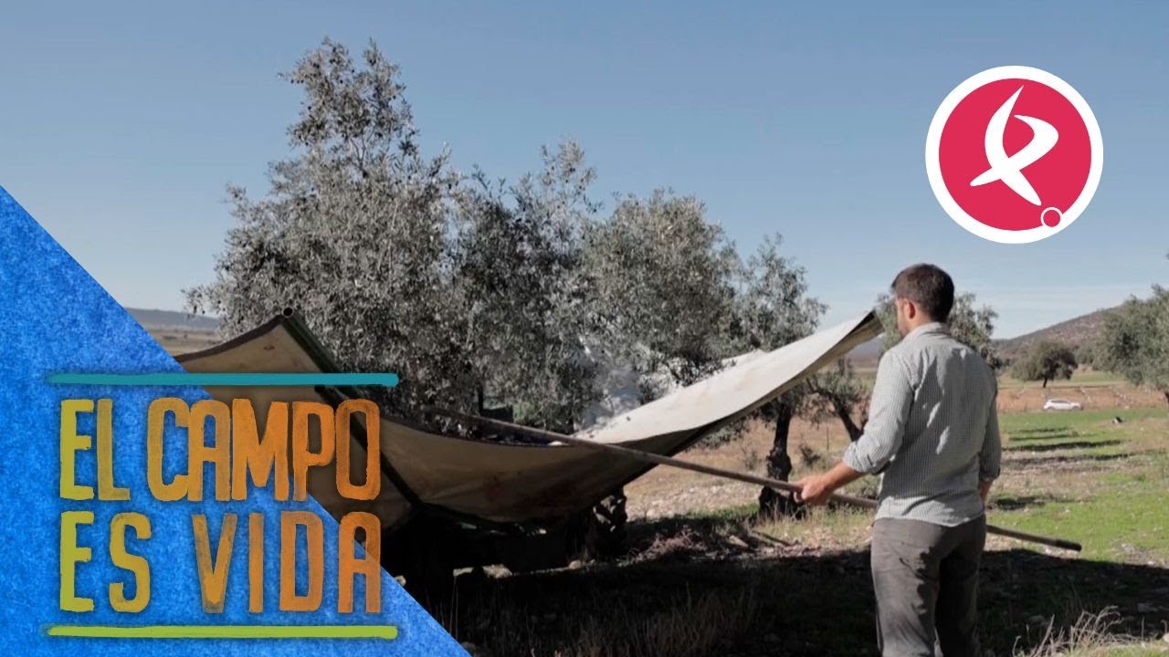 Los Mellis comienzan la recogida de aceituna con el pie izquierdo | El campo es vida