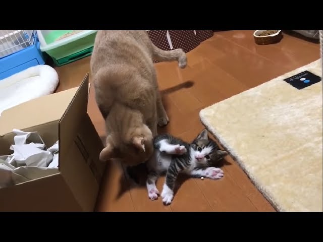 ひのきの洗礼を浴びる子猫たちがかわいい