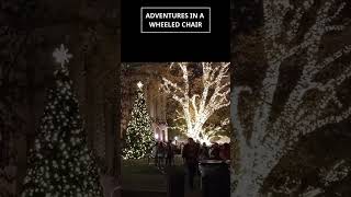 TREES AT XMAS STROLL - SHORT