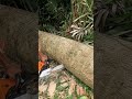 Bucking timber, Stihl Ms 462