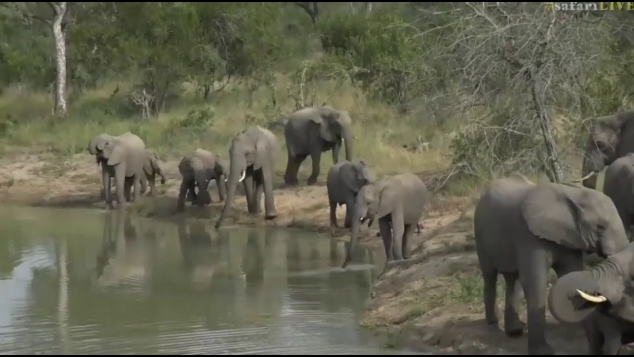 sindile faku April 21, 2017- Sunrise- Not 1 but 2 large herds of Elephants at Treehouse Dam