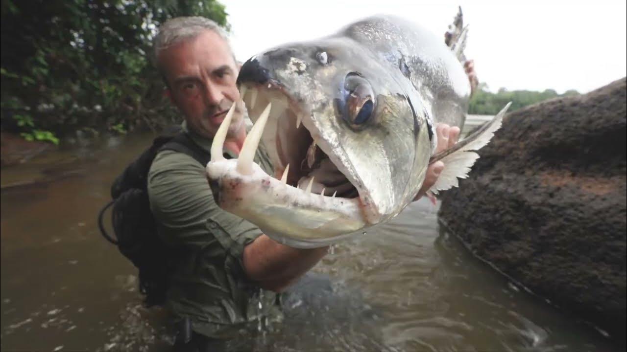 TRAILER WILD FISH - Chasing Monsters 