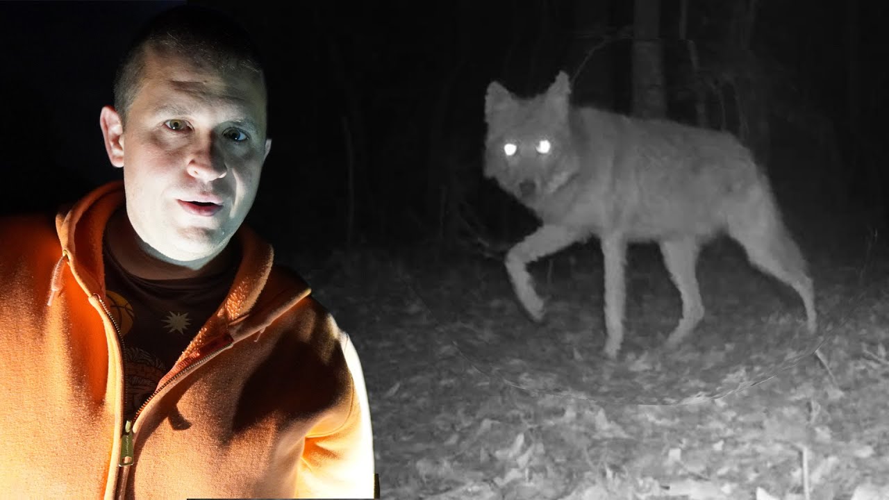 I'm glad we have coyotes on the farm