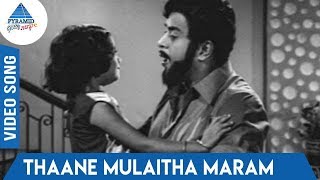 Video thumbnail of "Itho Enthan Deivam Tamil Movie Songs | Thaane Mulaitha Maram Video Song | MS Viswanathan"
