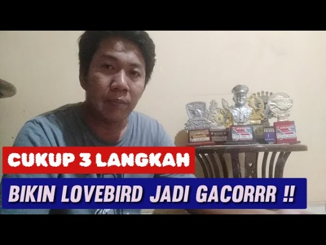 Cukup 3 Langkah BIkin LOVEBIRD Jadi GACOR !!! class=