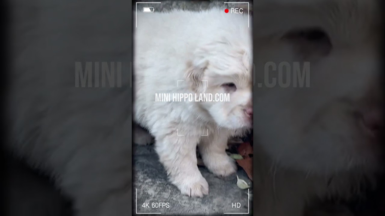 Mini hippo - cocker Pei