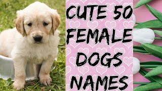 50 CUTE NAMES FOR FEMALE DOGS!!!! THAT YOU WOULD LOVE ❤❤❤| Petzone by Niru's Petzone 253 views 3 years ago 4 minutes, 25 seconds