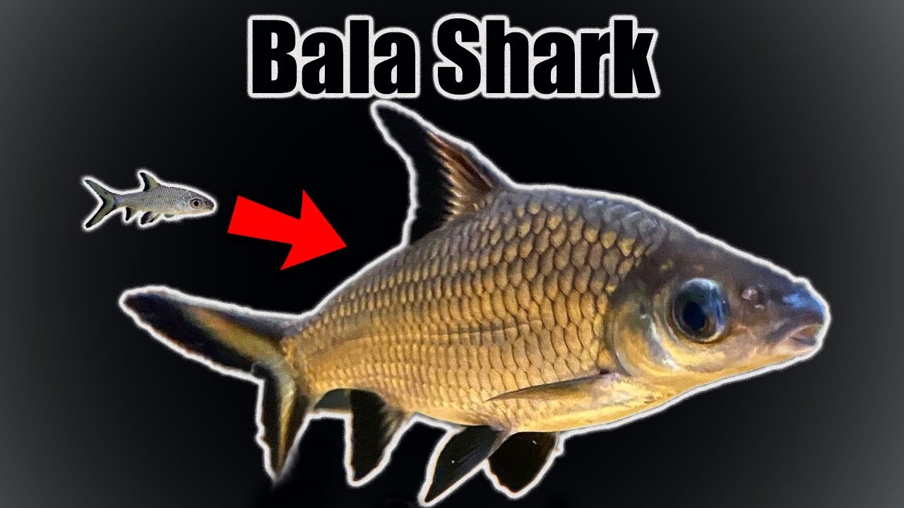 Bala Shark | Growth Rate  Evolution