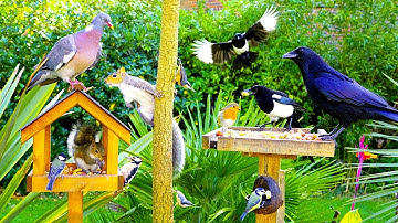 Kattenfilmpjes 🕊️ Vogels en eekhoorns verzamelen zich bij de vogeltafels 🐿️ Vogelfilmpjes 4K HDR