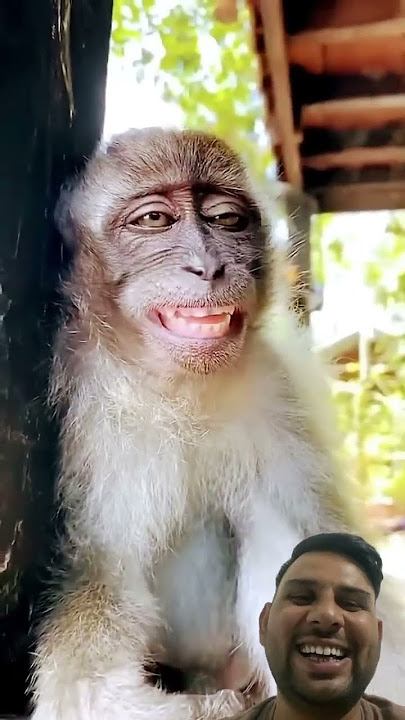 Funny monkey smile #monkey #funny #comedy #reactionvideo #greenscreen #viralshort #smile #laughing