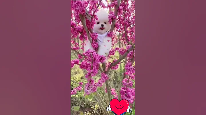 puppy play flowers | dog sound | dog video || #shorts #puppy #puppies #dog #puppyshorts #dogshorts |