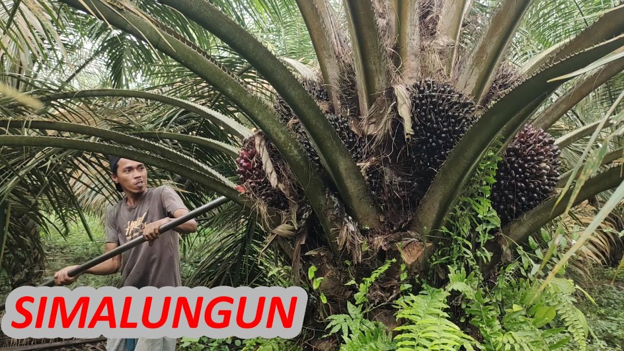 6 Ha saja cukup kalau buahnya seperti ini