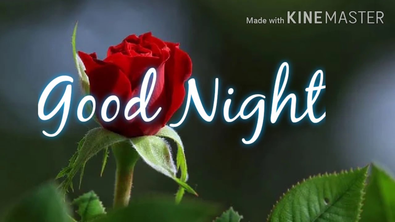 Good Night, good night video with flower, good night best