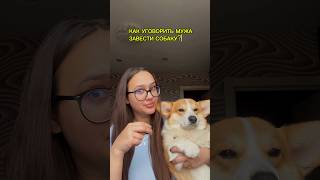 🐶Нейтрализатор запаха wb: 211393211#корги #собачники #уходзасобакой #щенок