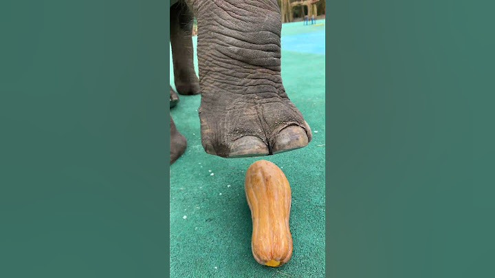 Fortunately, the breeder closed his feet quickly, otherwise he would have ended up like a pumpkin.