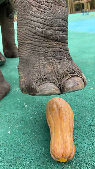 Fortunately, the breeder closed his feet quickly, otherwise he would have ended up like a pumpkin.