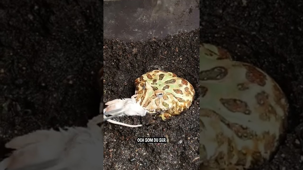 Matar Min Pacman Groda Med En Mus! 🐁🐸 