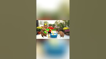 Capy cùng anh giúp bà tắm cho con Bombambini gusini và cái kết #capybara