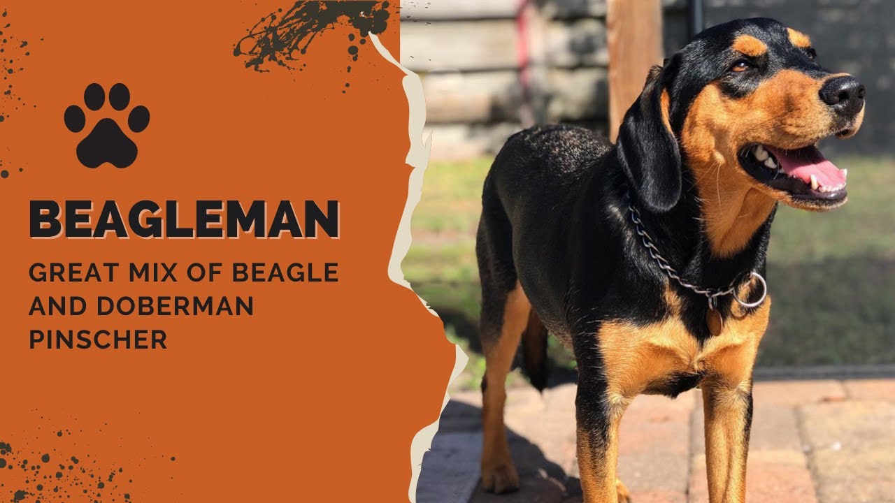 doberman pinscher beagle mix