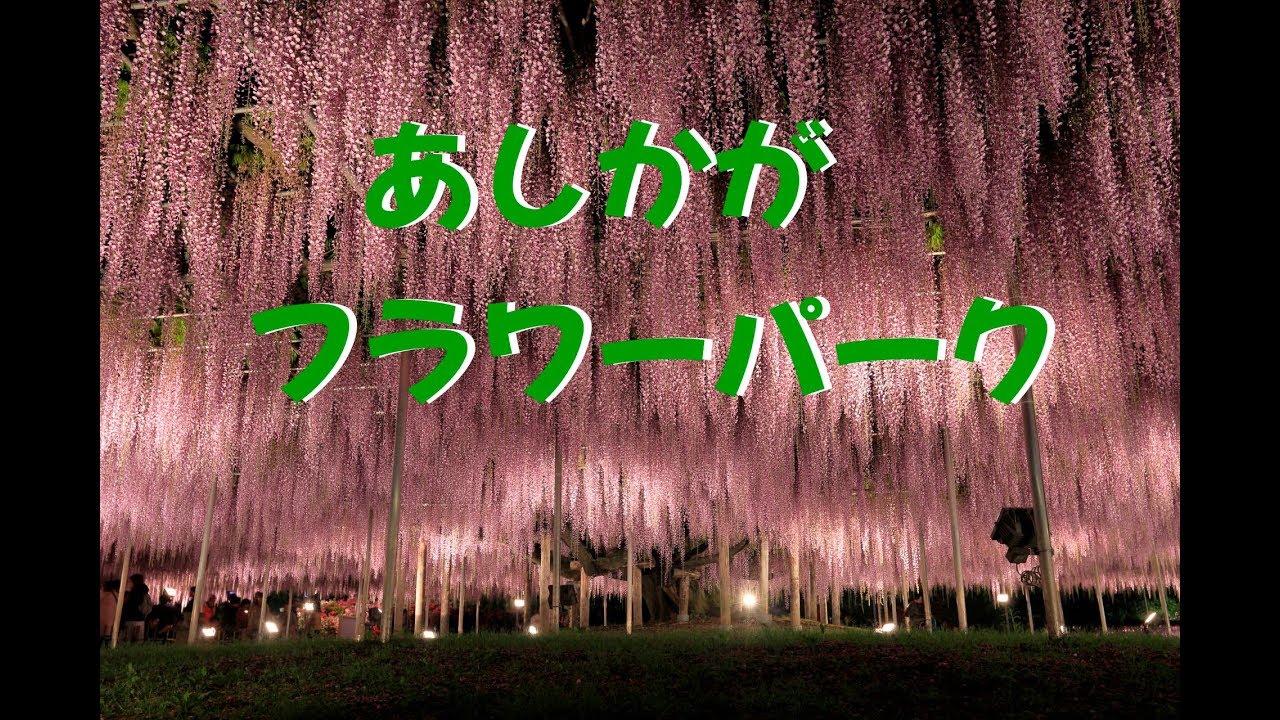Ashikaga Flower Park γγγγγγ©γ―γΌγγΌγ―2019.5.2〜Shocking picture beauty〜