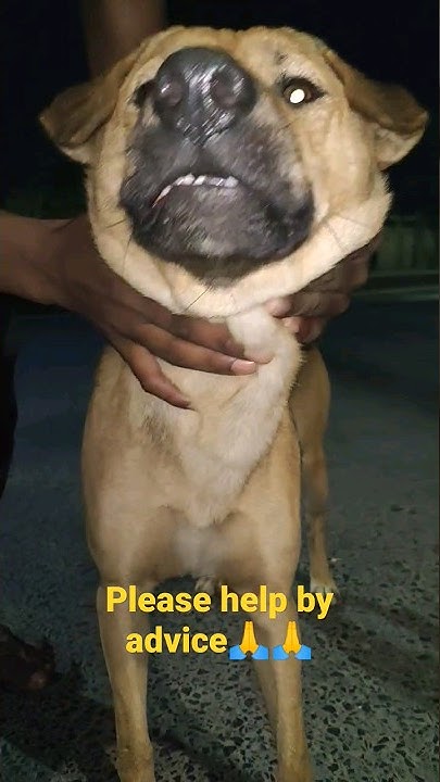 please-help-by-advice-new-pet-dog-video-american-pet-dog-video-indian