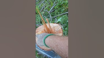 Uphill Dutchman.  #mitchzenobitrees #shorts #chainsaw #husqvarna #lumberjack #timberfaller #logger