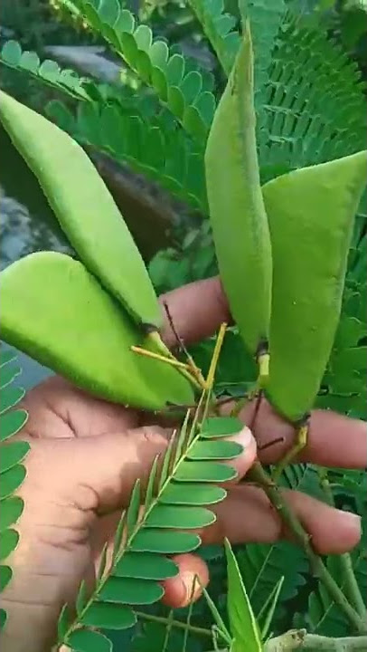 Biji kayu secang/samsul herbal channel