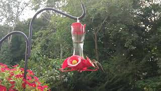 A local hummingbird dining out on our deck