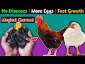 Shocking Benefits of FEEDING CHARCOAL to Chickens😱| Backyard Chickens | Poultry Farming