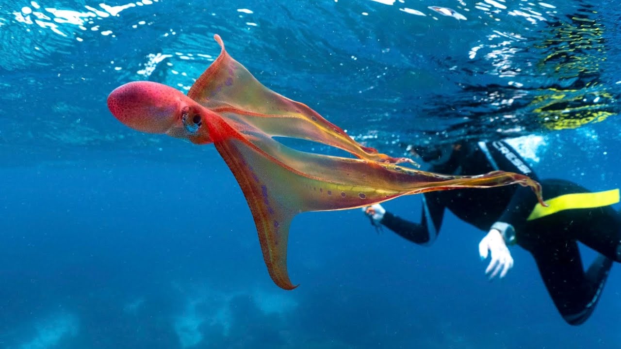 [Blanket Octopus] Blanket Octopus facts Blanket Octopus Classification and Scientific name