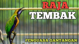 RAJA TEMBAK ❗❗ CUCAK CUNGKOK SANG RAJA TEMBAK MASTERAN HANDAL