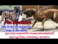ഇവരെ കണ്ടാൽ തന്നെ ആരും ഒന്ന് പേടിക്കും|Fila Brasileiro Dogs|Brazilian Mastiff|Dog sale Kerala