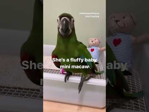 Playing with mini macaws Ara severus #shorts