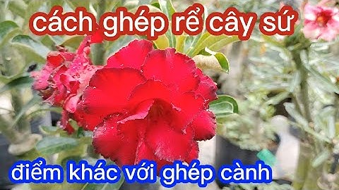 Cách ghép rể cây sứ và điểm khác nhau với ghép cành @UCTHUBonsaiCanTho