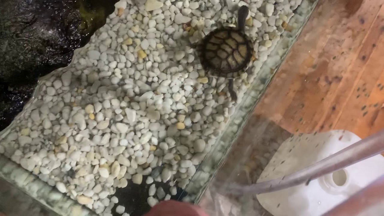 Standard gravel may be a problem for turtles and walking fish YouTube