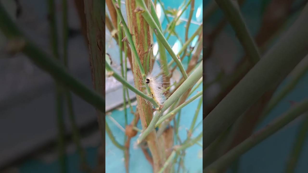 Fall Webworms 🦠🐛🐾