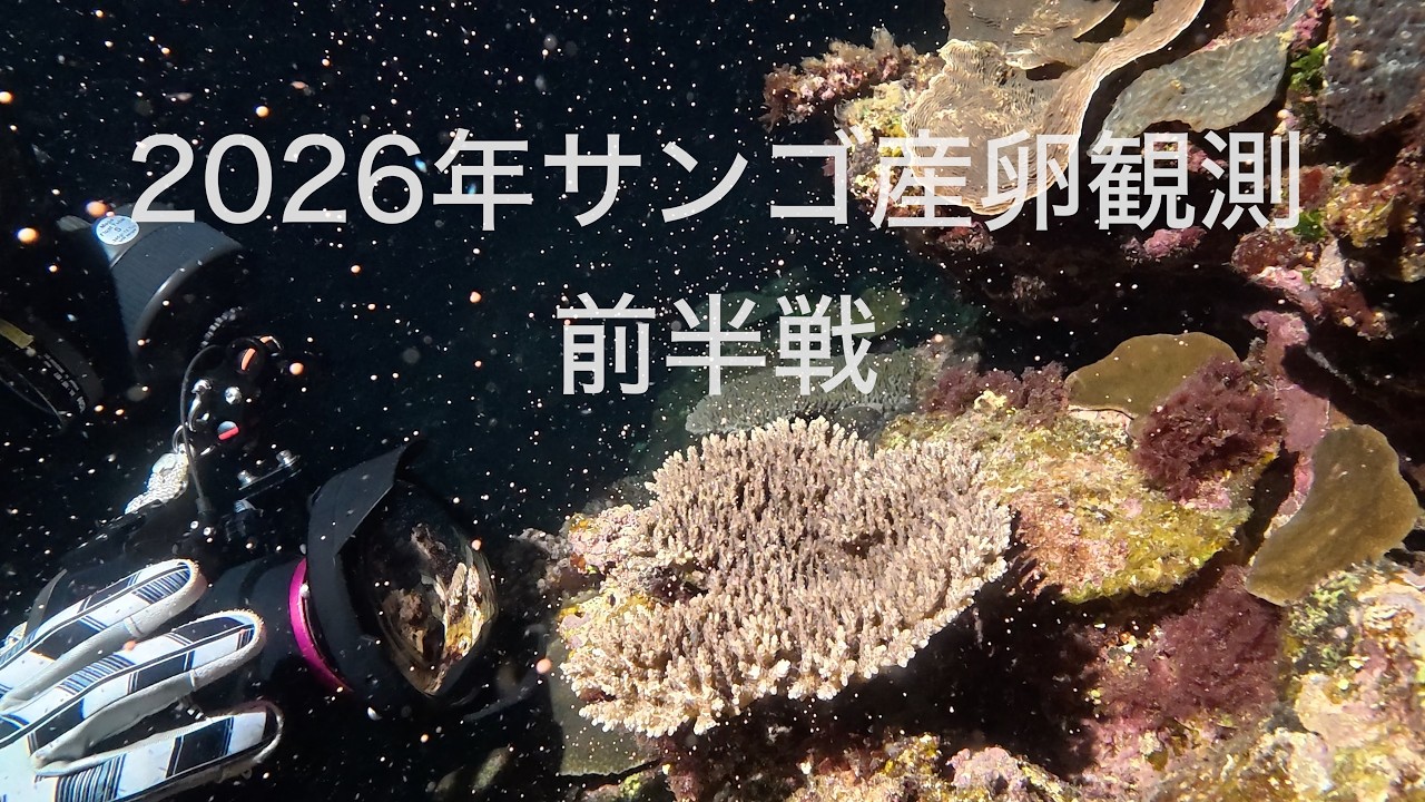 記録映像｜サンゴ産卵】2026年6月4日・5日｜前半戦｜早番・遅番サンゴ