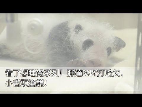 《熊貓早晚安》看了想睡覺系列！胖達BABY打哈欠，小舌頭搶鏡！ | iPanda