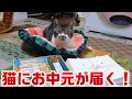 お中元をもらう猫☆おちゅ～る元の登場にソワソワが止まらないリキちゃん【リキちゃんねる・猫動画】Cat video　きじしろねこのいる暮らし